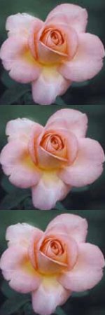 precious delicate rose